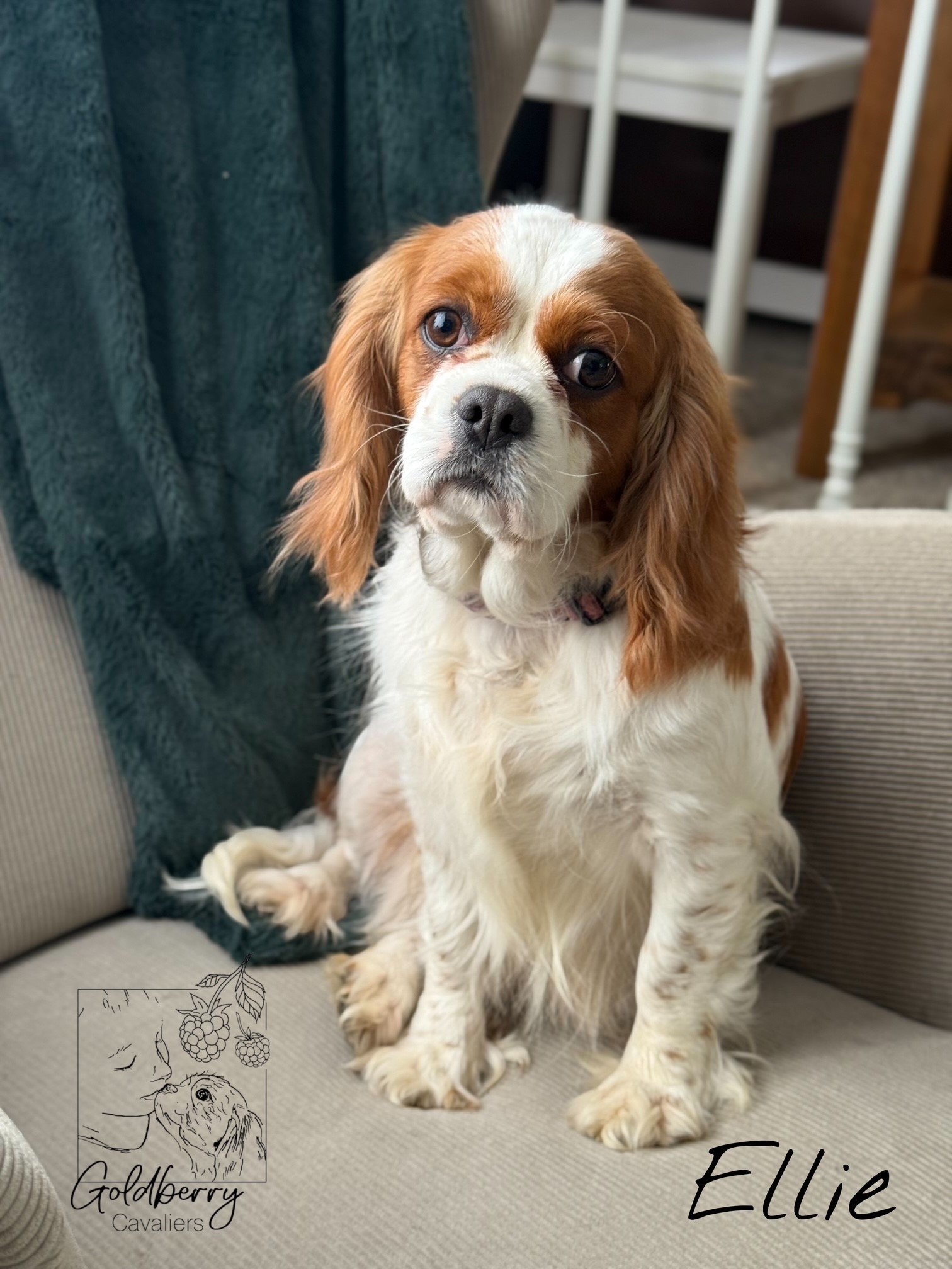 Ellie.webp