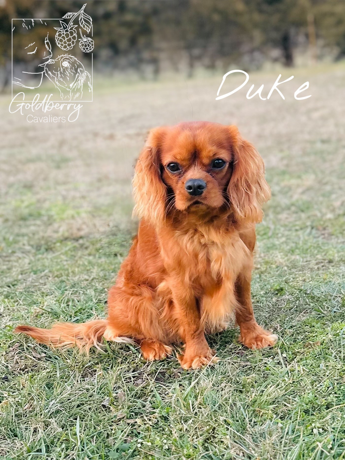 Duke.webp