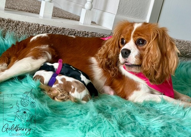 Hazel-with-pups.webp