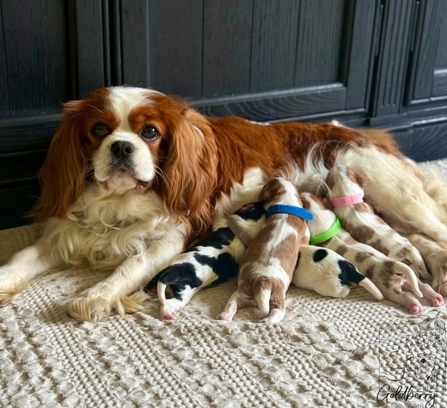 Posie-with-pups.webp