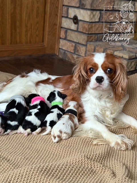 sweetie-with-pups.webp